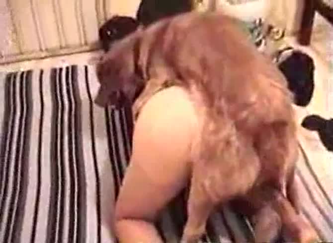 Video :Slut's hairy pussy got smashed and banged by dog xxx